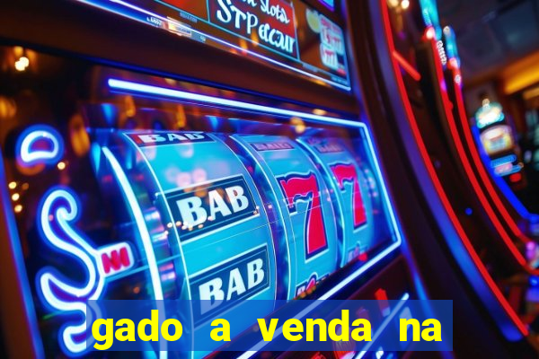 gado a venda na bahia olx